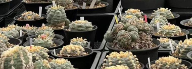 小众送妈妈的花有哪些花