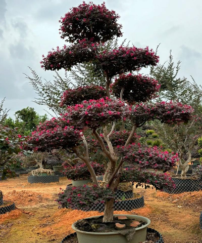 红花檵木怎么造型