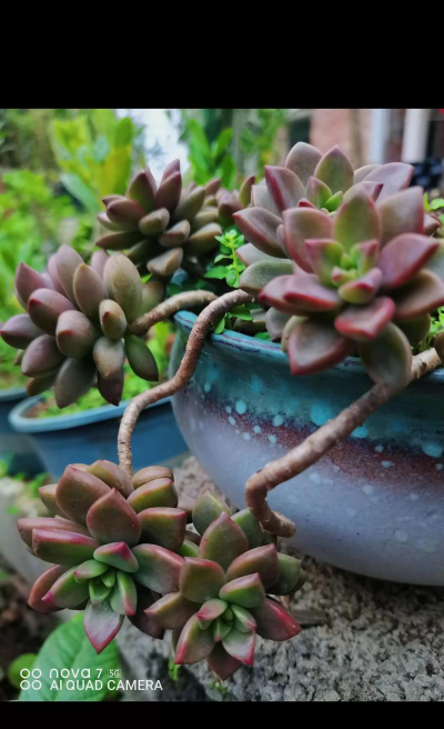 小众送妈妈的花有哪些花