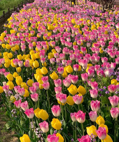 小众送妈妈的花有哪些花