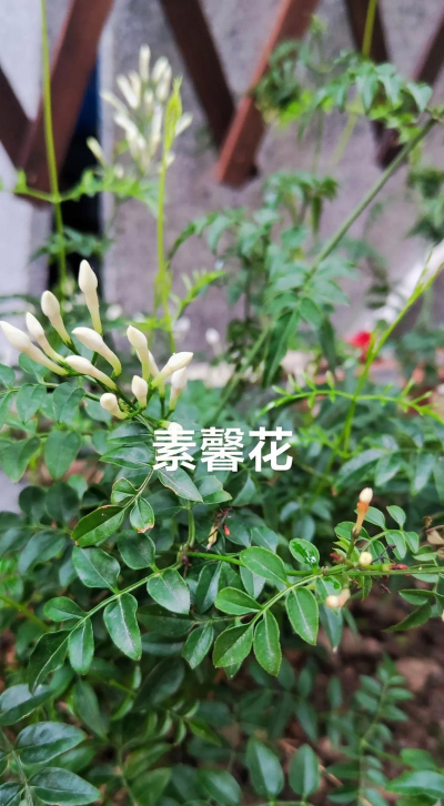 小众送妈妈的花有哪些花