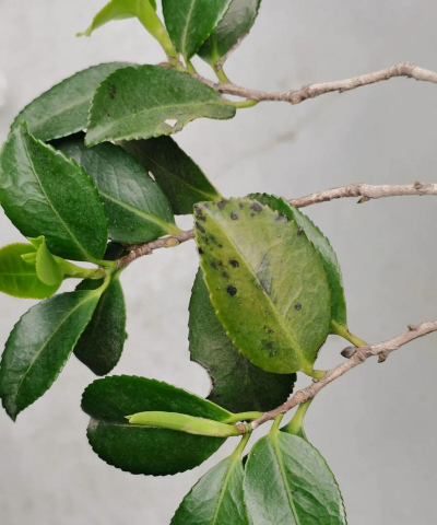 小众送妈妈的花有哪些花