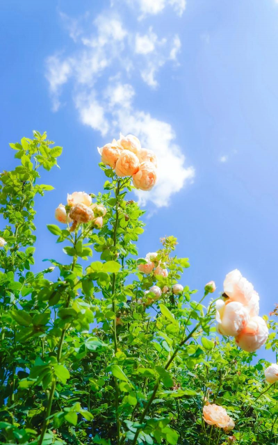 小众送妈妈的花有哪些花