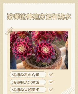 小众送妈妈的花有哪些花