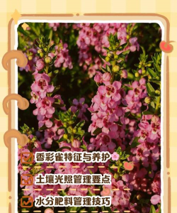 小众送妈妈的花有哪些花