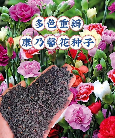 小众送妈妈的花有哪些花