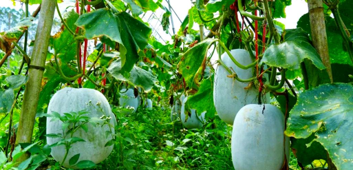 小众送妈妈的花有哪些花