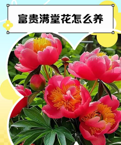 富贵满堂红花怎么养