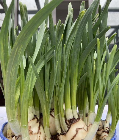 水仙花在玻璃瓶里的水有变化吗