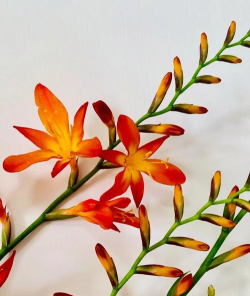 火焰兰一年开几期花