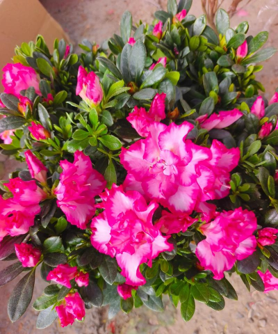 小众送妈妈的花有哪些花