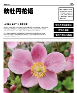 小众送妈妈的花有哪些花