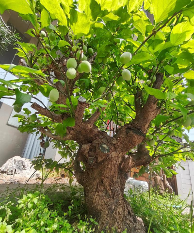 小众送妈妈的花有哪些花