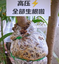 小众送妈妈的花有哪些花