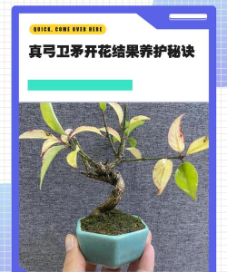 卫矛盆景养护方法与管理