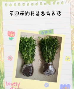 小众送妈妈的花有哪些花