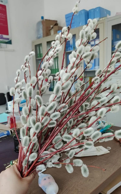 毛毛狗是什么树 毛毛狗是什么树