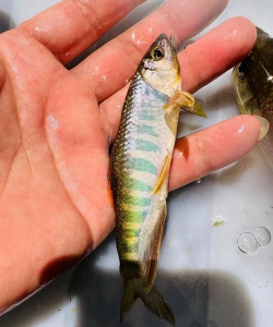 马口鱼养殖技术