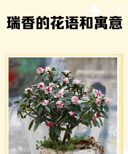 小众送妈妈的花有哪些花