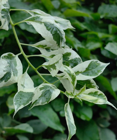 小众送妈妈的花有哪些花