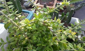 小众送妈妈的花有哪些花