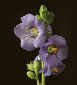 小众送妈妈的花有哪些花