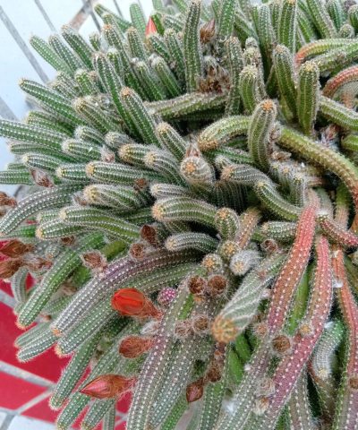 掌类植物有什么