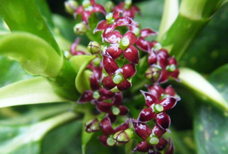 桃叶珊瑚繁殖方法