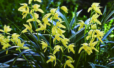 小众送妈妈的花有哪些花