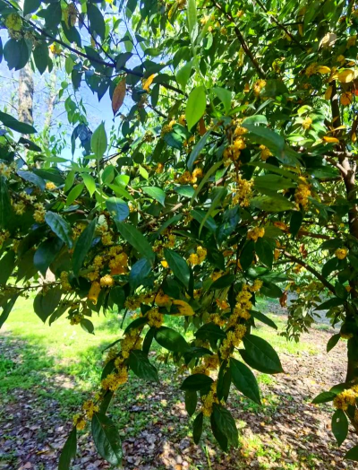 小众送妈妈的花有哪些花