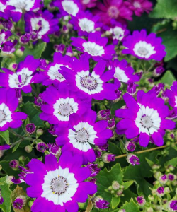 小众送妈妈的花有哪些花