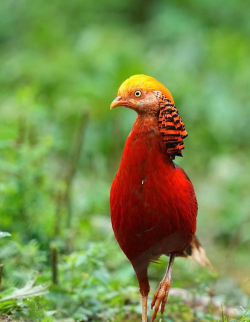 红腹锦鸡可以养殖吗