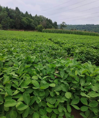 小众送妈妈的花有哪些花
