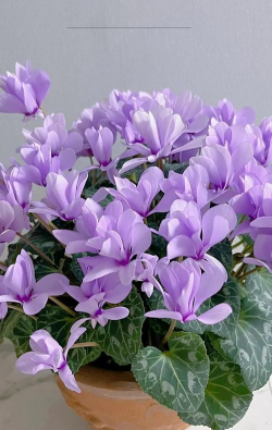 小众送妈妈的花有哪些花