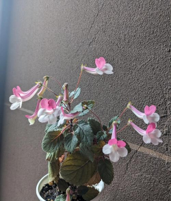 小众送妈妈的花有哪些花