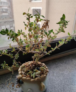 小众送妈妈的花有哪些花