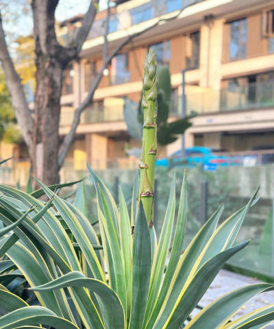 小众送妈妈的花有哪些花