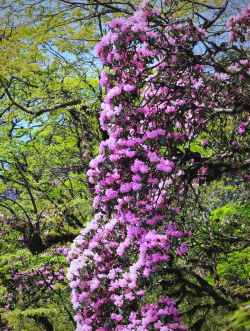 梵净山有哪些花