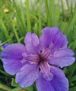 小众送妈妈的花有哪些花