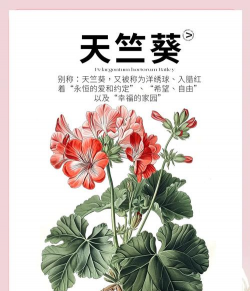 小众送妈妈的花有哪些花