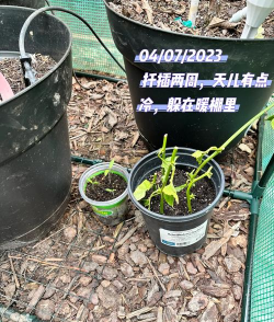 小众送妈妈的花有哪些花