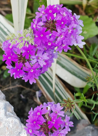 小众送妈妈的花有哪些花