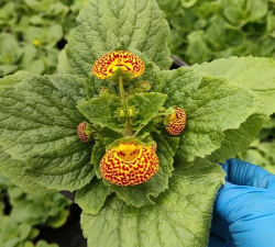 小众送妈妈的花有哪些花