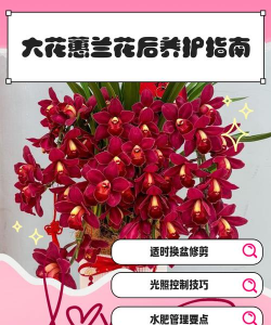 小众送妈妈的花有哪些花