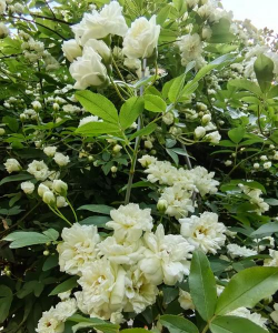 小众送妈妈的花有哪些花