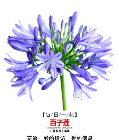 百子莲的寓意和象征