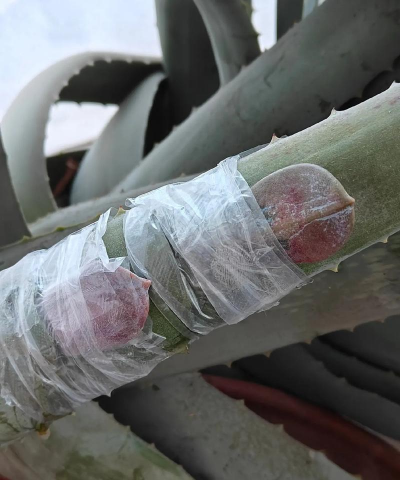 小众送妈妈的花有哪些花