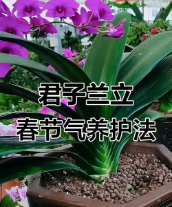 小众送妈妈的花有哪些花