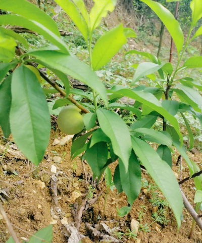 黄桃种植几年挂果