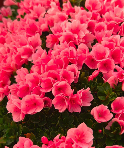 小众送妈妈的花有哪些花